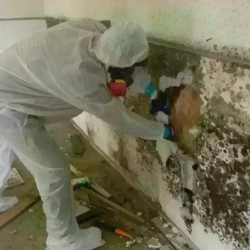 Mold Remediation and Removal in Macoupin County, IL